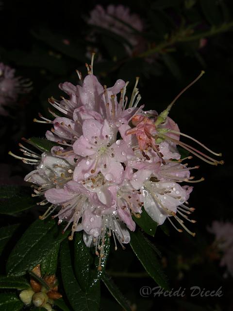 Rhodo scabrifolium var spiciferum.JPG
